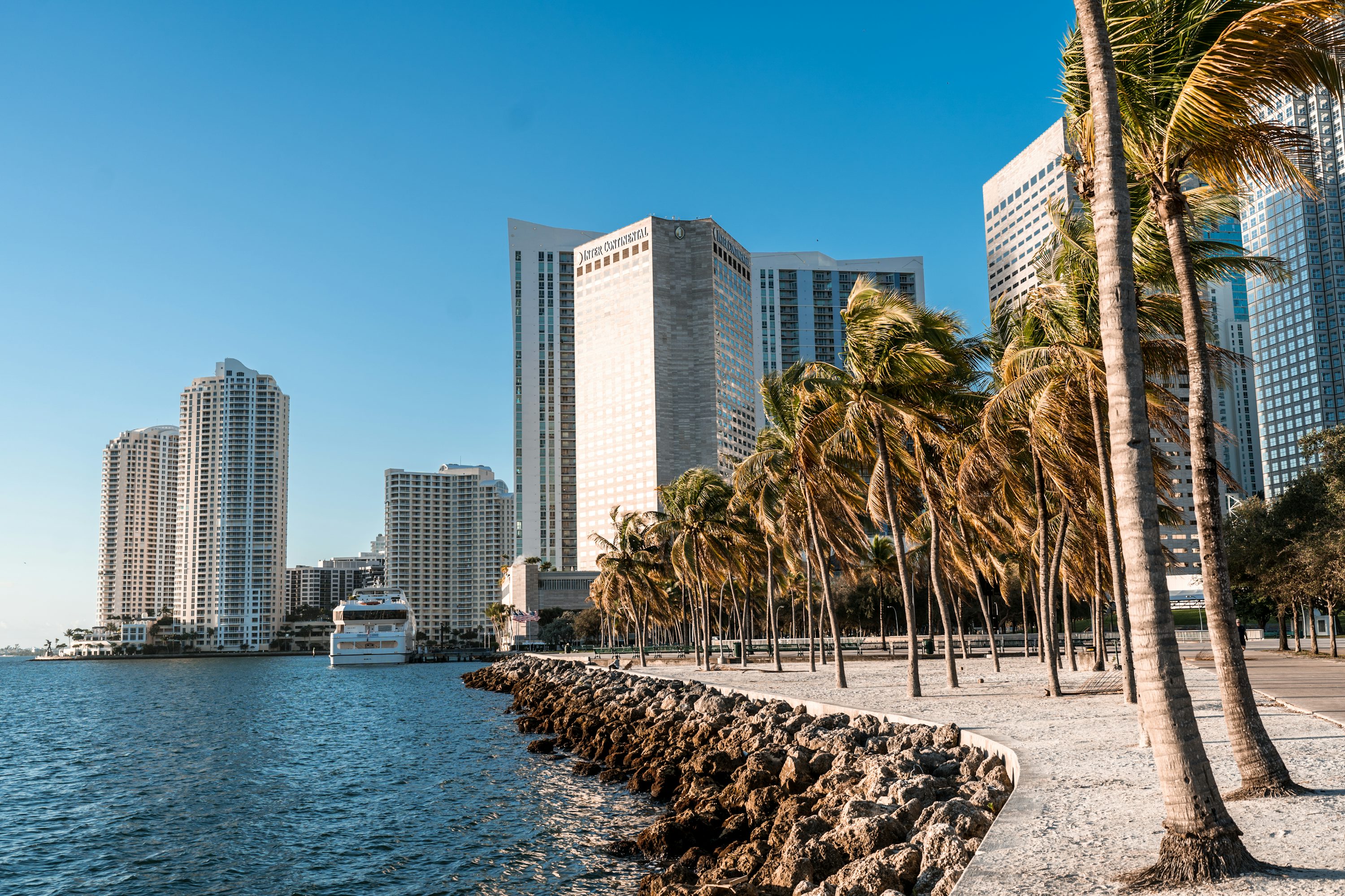 Miami skyline with tropical trees